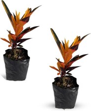 Croton Peach (Pack of 2) by LEAL PLANTS ECUADOR | Natural Décor Indoor Plant picture