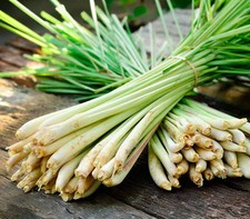 Lemongrass Stalks Plugs Cymbopogon Herb Sereh Plant EZ to Grow Lemon Grass picture