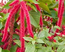 400+ Red Love Lies Bleeding Seeds **Fresh Seeds** ~~Free Shipping~~ picture