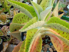 KALANCHOE GASTONIS BONNIERI Donkey ear succulent cacti 2