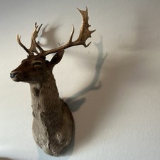 Chocolate Fallow Deer 14 Points  22” Spread picture