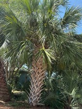 Sabal x brazoriensis 'Megacarpa'  Seeds.  HUGE SEEDS picture