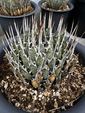 Agave Eborispina 10 inch pot well rooted, long spines  picture