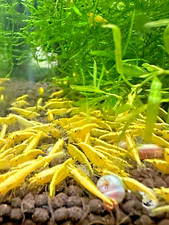 Yellow Goldback Neocaridina Shrimp 10+ Freshwater USA SELLER  picture