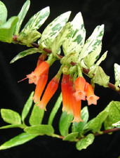 Macleania insignis 'Pied Beauty' Fresh Seeds - Hortus Botanicus Exclusive picture