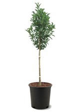 American Plant Exchange Santa Rosa Plum Tree 1 Gallon Pot 3-4Ft Tall Large picture