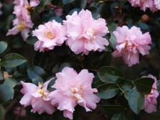 ( 1 ) - Pink Snow Camellia Sasanqua - Starter Plant ( 4L )( 1 live plant ) picture