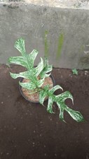 Real Picture Epipremnum White Devil Monster Variegated 3 Leaves picture