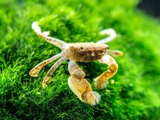 Freshwater Pom Pom Crab (Ptychognathus barbatus) picture