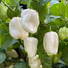 White Habanero Pepper Seeds | Heirloom / Non-GMO |  | 1287 picture