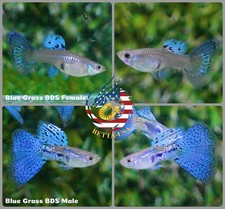 5 PAIR    - Live Aquarium Guppy Fish High Quality - Blue Grass picture