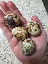 70+10free quail hatching eggs Jumbo coturnix mixed all colors shipping included picture