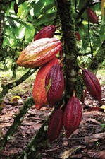 2 PACK PREMIUM FRESH WHOLE COCOA POD EXOTIC FRUIT HAND PICKED  picture