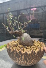 Rare Live House Plant Pachycormus discolor WYSIWYG Boutique/ picture