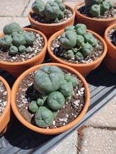 Rare Seed Grown Cactus Clusters 2.75-3.5in Diameter  picture