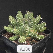 1Pieces 5-6cm Seedgrwoth Rare Cactis Euphorbia gamkaensis Caudex Cactis Planting picture
