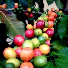 Ethiopia Harrar Coffee Tree Seeds Historic Arabica Coffea For Planting, Growing picture