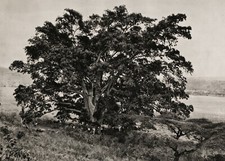 1920s Original AFRICA Sycamore Fig Tree By BIEBER Abyssinia Ethiopia Photo Art picture
