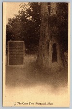 Vintage The Coon Tree Pepperell Massachusetts Sepia Postcard 1910 picture