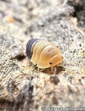 6ct+ LIVE 🐝💛Cubaris Rubberbee💛🐝Isopods LAG bioactive rubber ducky isopods picture