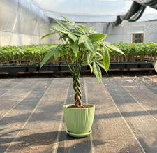 Money Tree Live Plant Value Grade picture