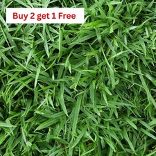 Zenith Zoysia Grass Seed (4-Pack) – Over 20,000 Seeds for a Lush, Healthy Lawn picture