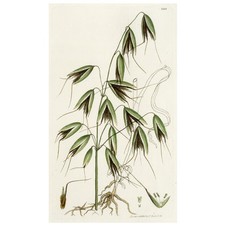 1810 JAMES SOWERBY GRASSES, Hand-Colored Copperplate Engraving No. 2221 WILD OAT picture