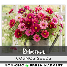 Cosmos Seeds 100+ Seeds - Rubenza - Flower Seeds, Annual Seeds, Bulk picture