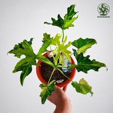 Thaumatophyllum Selloum Fire Variegated Indoor Beauty Plant picture