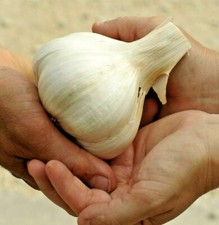☑️ ELEPHANT GARLIC 85g+ USA GROWN FRESH ORGANIC LARGE JUMBO SIZE CLOVE BEST DEAL picture