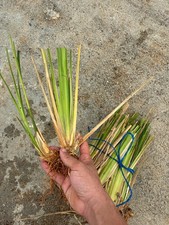 Vetiver Grass Life Plants Soil Erotion Control & Ornamental Use picture
