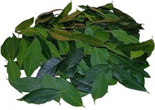 100 Fresh Bay Leaves - Picked Day It Ships, Laurus Nobilis, Green Mediterranean picture