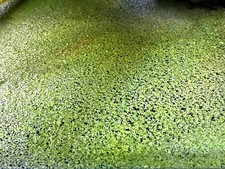 *BUY 2 GET 1 FREE* 2000+ Duckweed Lemna Minor Easy Live Aquarium Floating Plant✅ picture