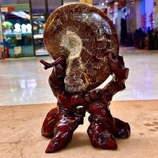 3.39LB Rare Natural Tentacle Ammonite FossilSpecimen Shell Healing Madagascar picture