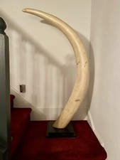 Giant elephant tusk replica picture