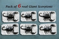 6 Real Giant Scorpion Mounted Dried Insect Bug Taxidermy Oddity Entomology Lover picture