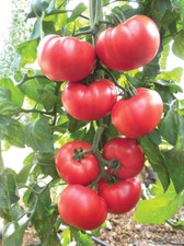Beefsteak Heirloom Tomato Seeds, NON-GMO, Slicing Tomato,  picture