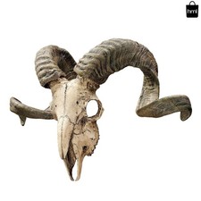 Exquisite 19-Inch Corsican Ram Skull Wall Sculpture - Faux Taxidermy Trophy Art picture
