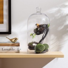 KMwares Clear Glass Display Dome Cloche Bell Jar Tabletop Decorative Case picture