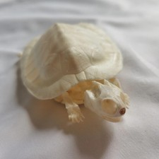 Real Tortoise Skeleton - Taxidermy Specimens Turtle Bones for DIY Collectibles picture