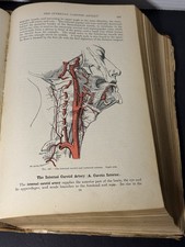 Gray's Anatomy 1910 Spitzka Antique Medical Book Colored Plates Rare 18th Ed. picture
