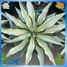 12-15cm Agave desmetiana White variant agave succulent plant picture