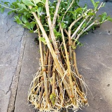 5 Well Rooted GOJI BERRY PLANT CUTTINGS WOLFBERRY Super Fruit Nutritious picture
