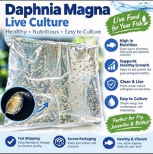 Overstock Sale Ships Fast 2500+- Daphnia Magna  (Clean Indoor Culture) picture