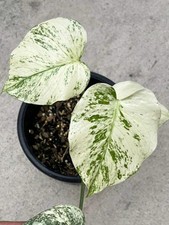 Real Pict Monstera Silver Star Variegated 4 Leaves picture