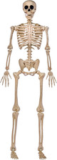 JOYIN 5 FT Halloween Skeleton Life Size, Stayable Posable Skeleton Decor, Full B picture