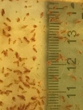 Live Daphnia magna=Water Fleas-live food*indoor container sustainable production picture
