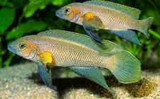Trio of Neolamprologus pectoralis (extremely rare) Tanganyika picture