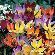 Garden State Bulb Wildflower Mix Multicolor Tulip Flower Bulbs, 6/+ cm picture