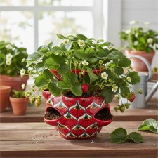 Talavera Strawberry Planter | Red Peacock Design picture